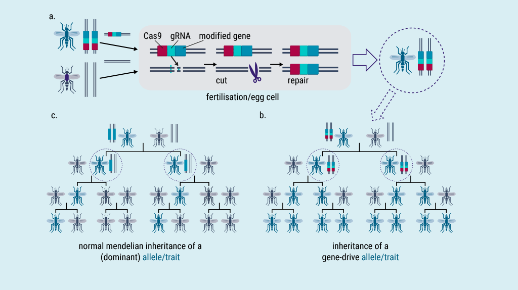 Schematic illustration. Three diagrams show the copy-and-paste mechanism of a homing gene drive system and the typical inheritance pattern of a gene drive compared with the inheritance pattern without a gene drive, using symbols for the corresponding gene segments and animals in a mosquito population. The relevant steps are explained in the main text with reference to the illustration.