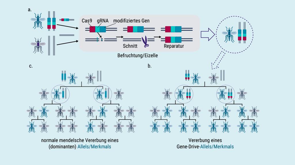 Schematische Abbildung. Drei Schaubilder zeigen den Copy-und-Paste-Mechanismus eines Homing-Gene-Drive-Systems sowie den idealtypischen Vererbungsgang eines Gene Drives verglichen mit der Vererbung ohne Gene Drive anhand von Symbolen für die entsprechenden Genabschnitte und Tiere einer Stechmückenpopulation. Die relevanten Schritte werden im Haupttext unter Verweis auf die Abbildung erklärt.