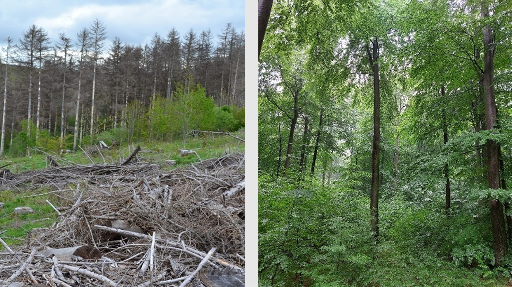 Geschädigter Altersklassenwald (links) - Naturnaher Dauerwald (rechts)