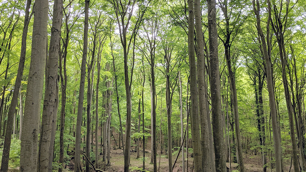 Blick in einen alten Buchenwald