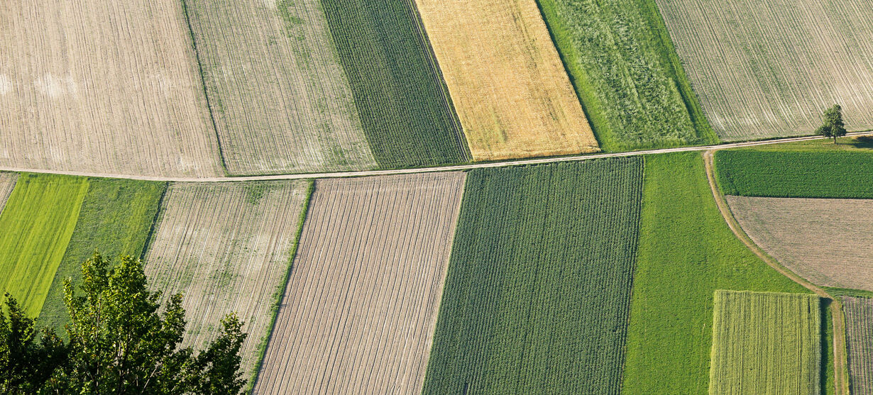 Verschiedene Ackerflächen von einem Weg durchzogen